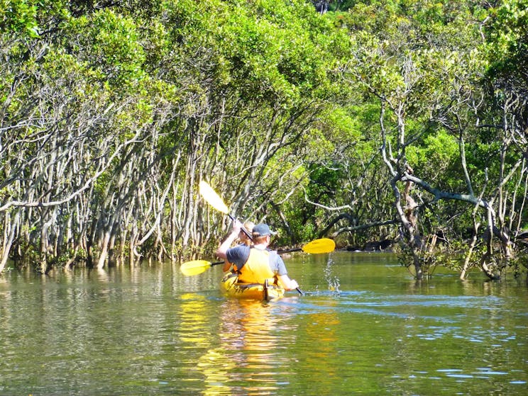 Kayak Eco Tours - visit places only kayaks can get you to