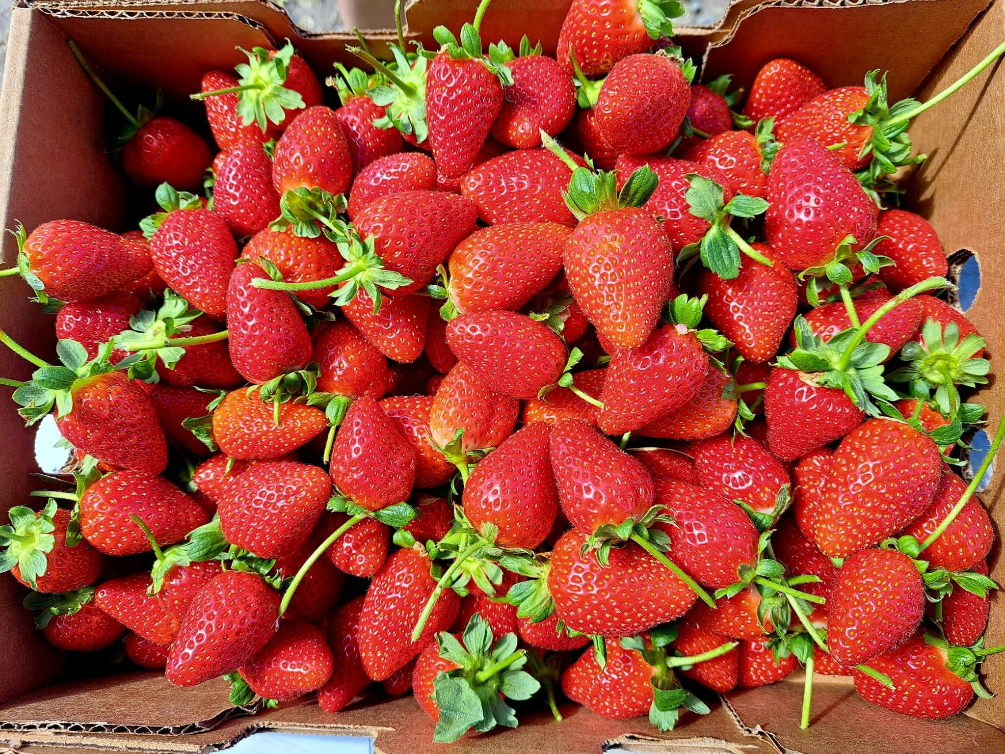 A tray of red strawberries