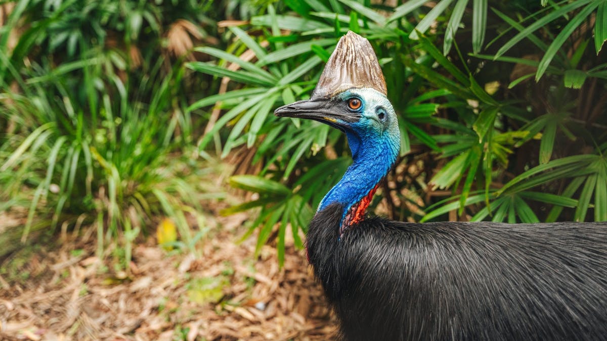 Autopia Via Travel - Queensland Wildlife the Cassowary