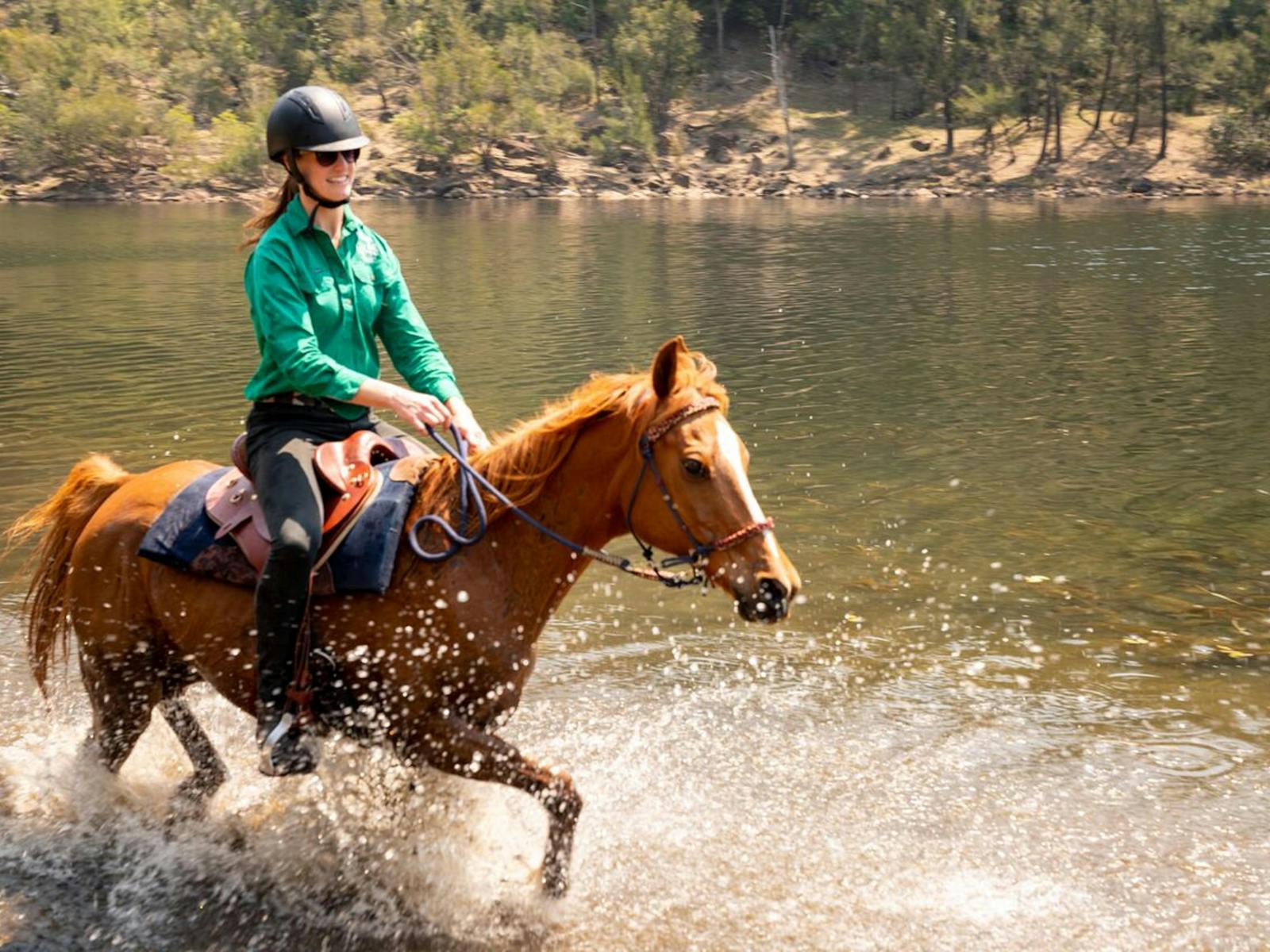 Horse swimming at the Shoalhaven River