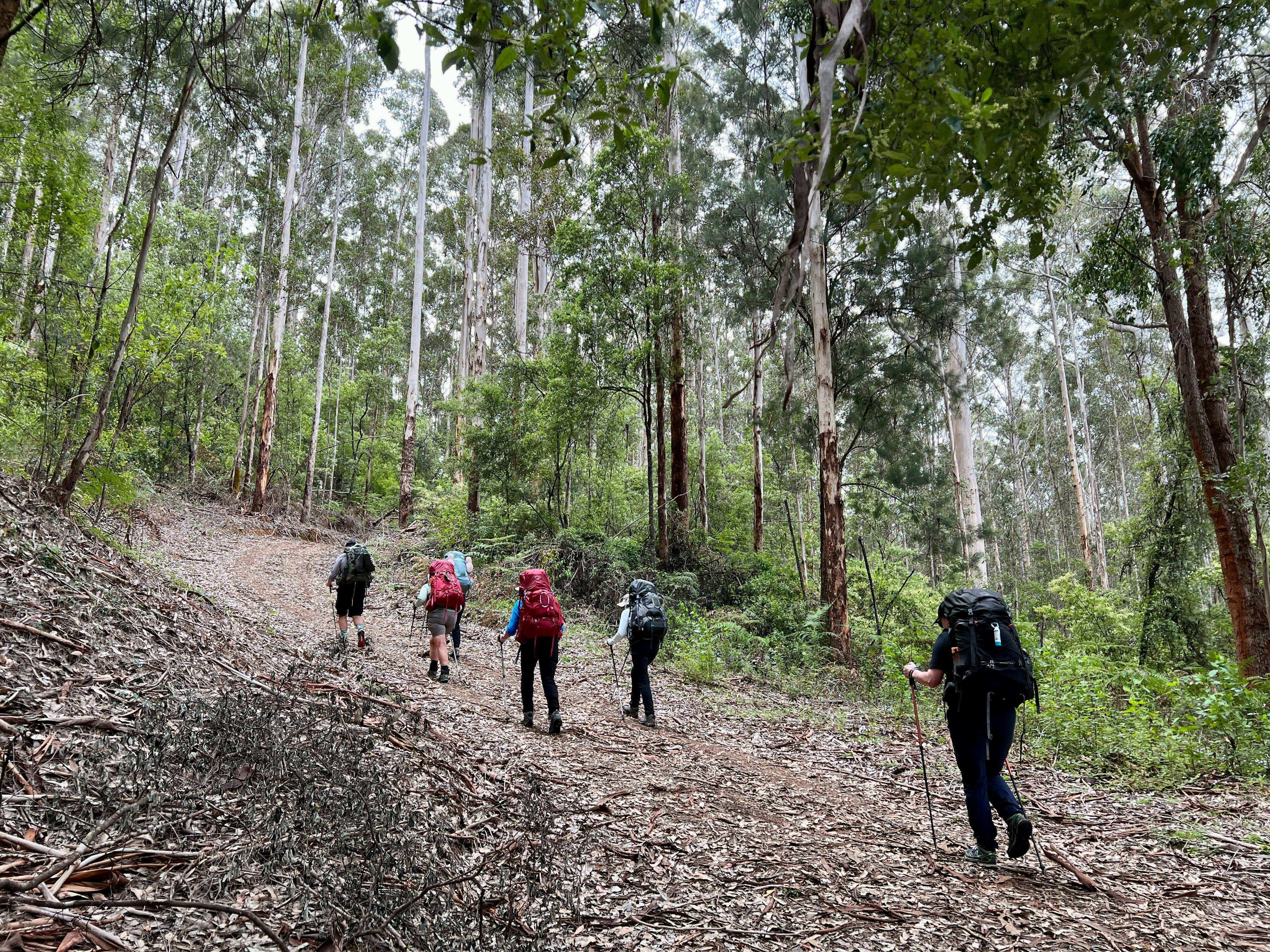 Hiking group carrying large backpacks walking up steep forest path surrounded by trees