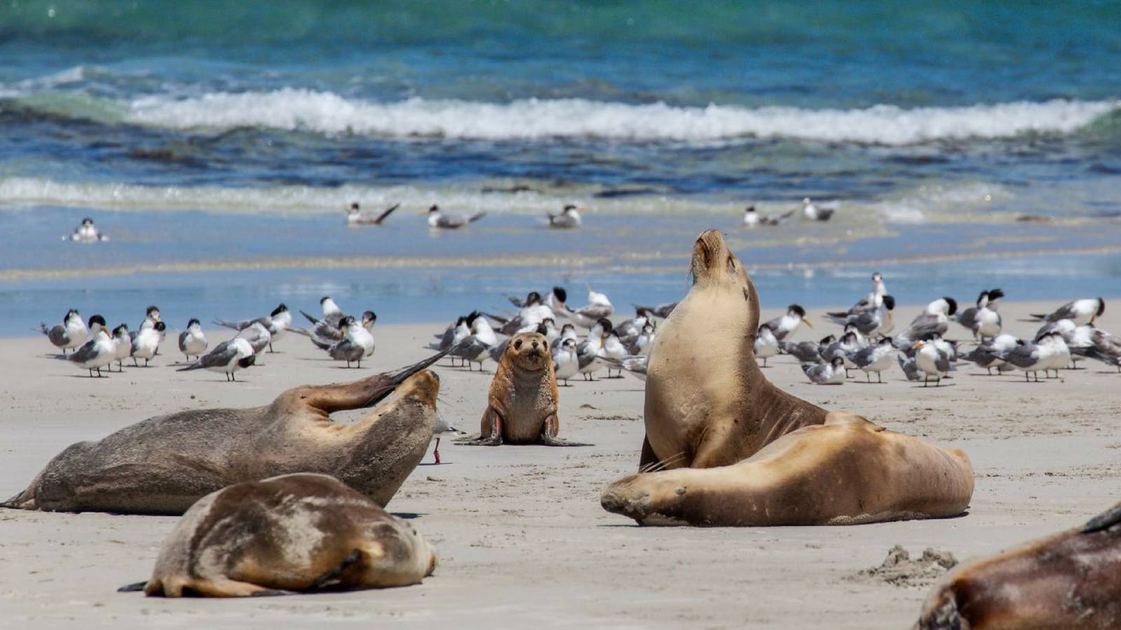 Seal Bay