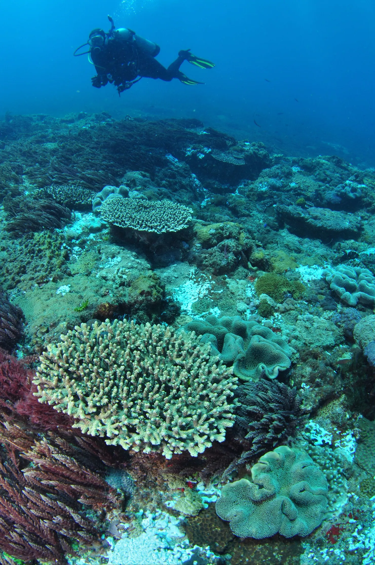 Hanging Rock Dive Site