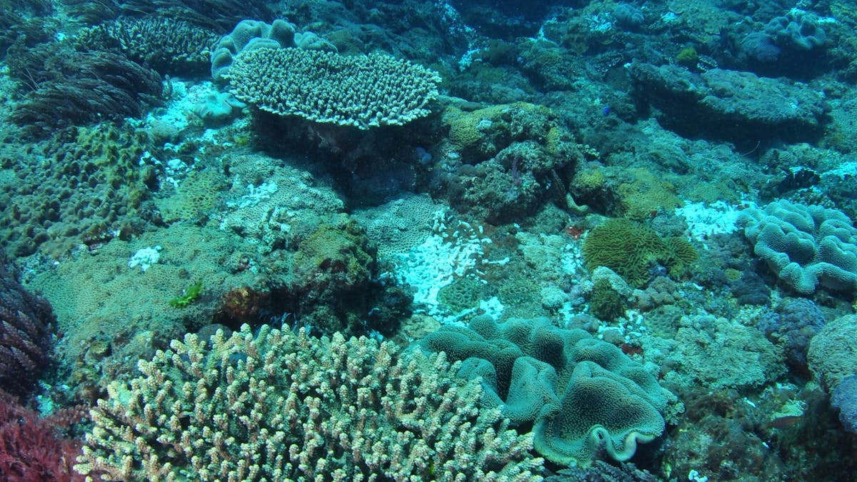 Hanging Rock Dive Site Hanging Rock Dive Site