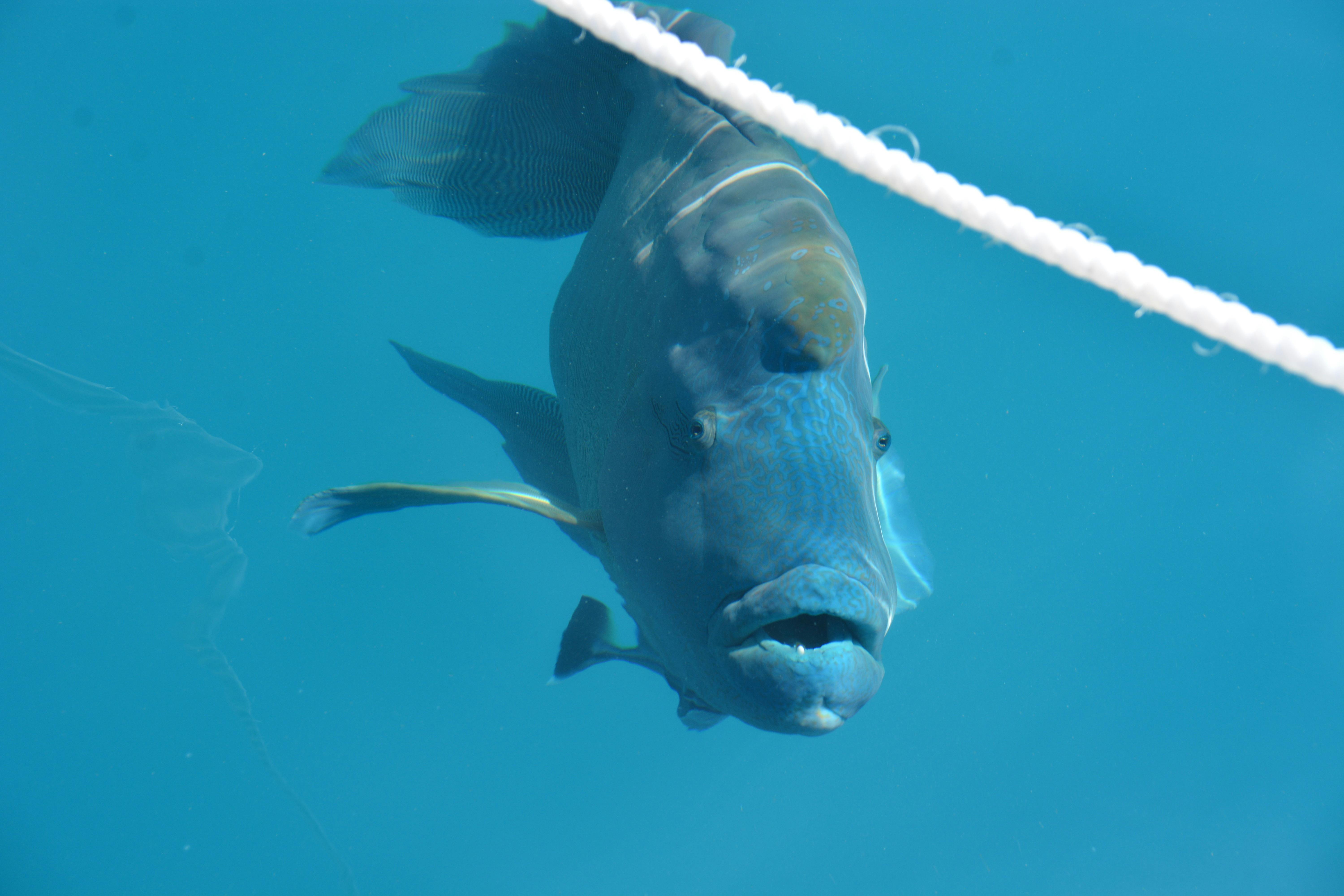 Maori Wrasses are the largest in the Wrasse family sometimes reaching up to 190 kgs!!