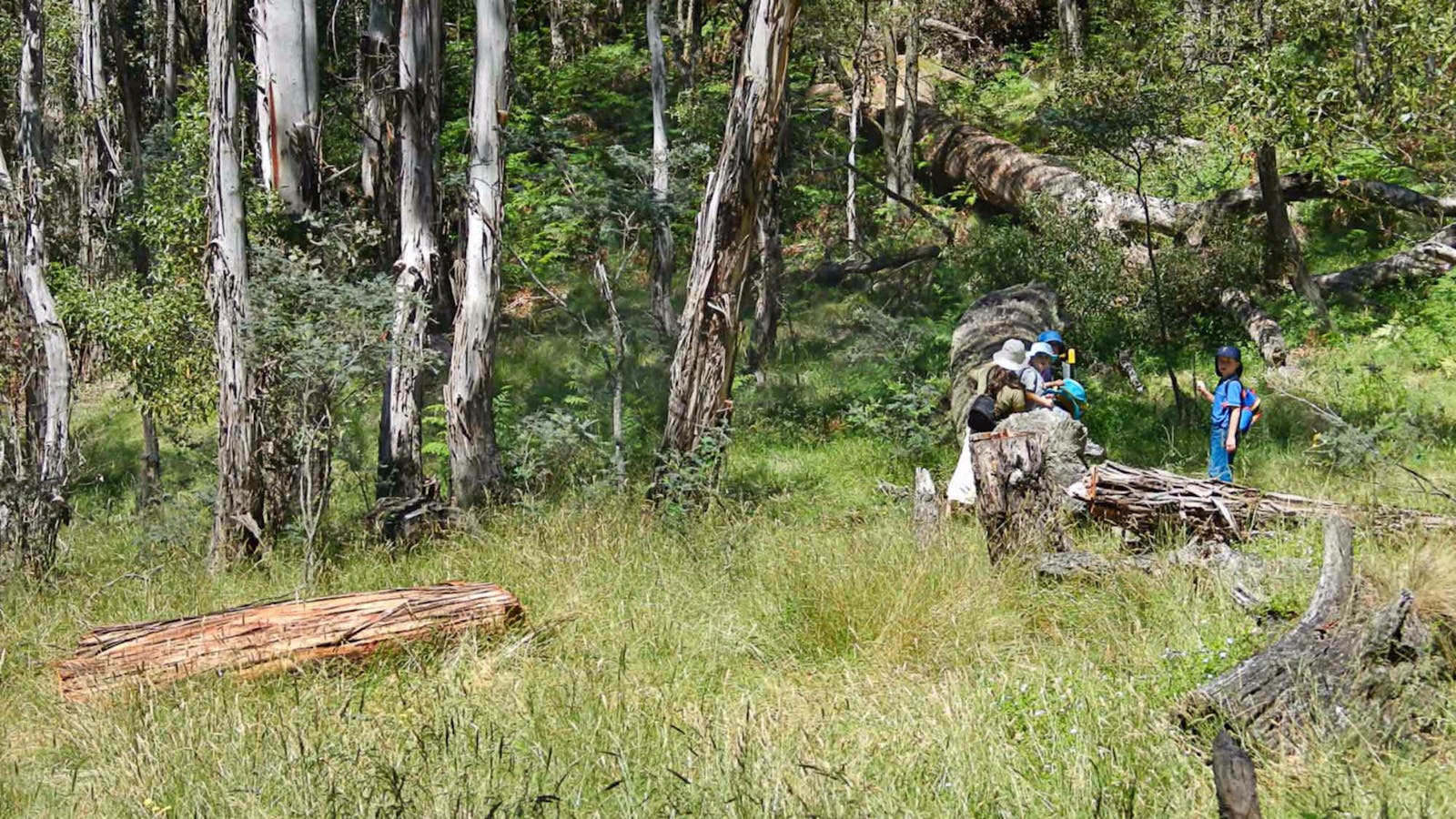 Federal Falls Walk