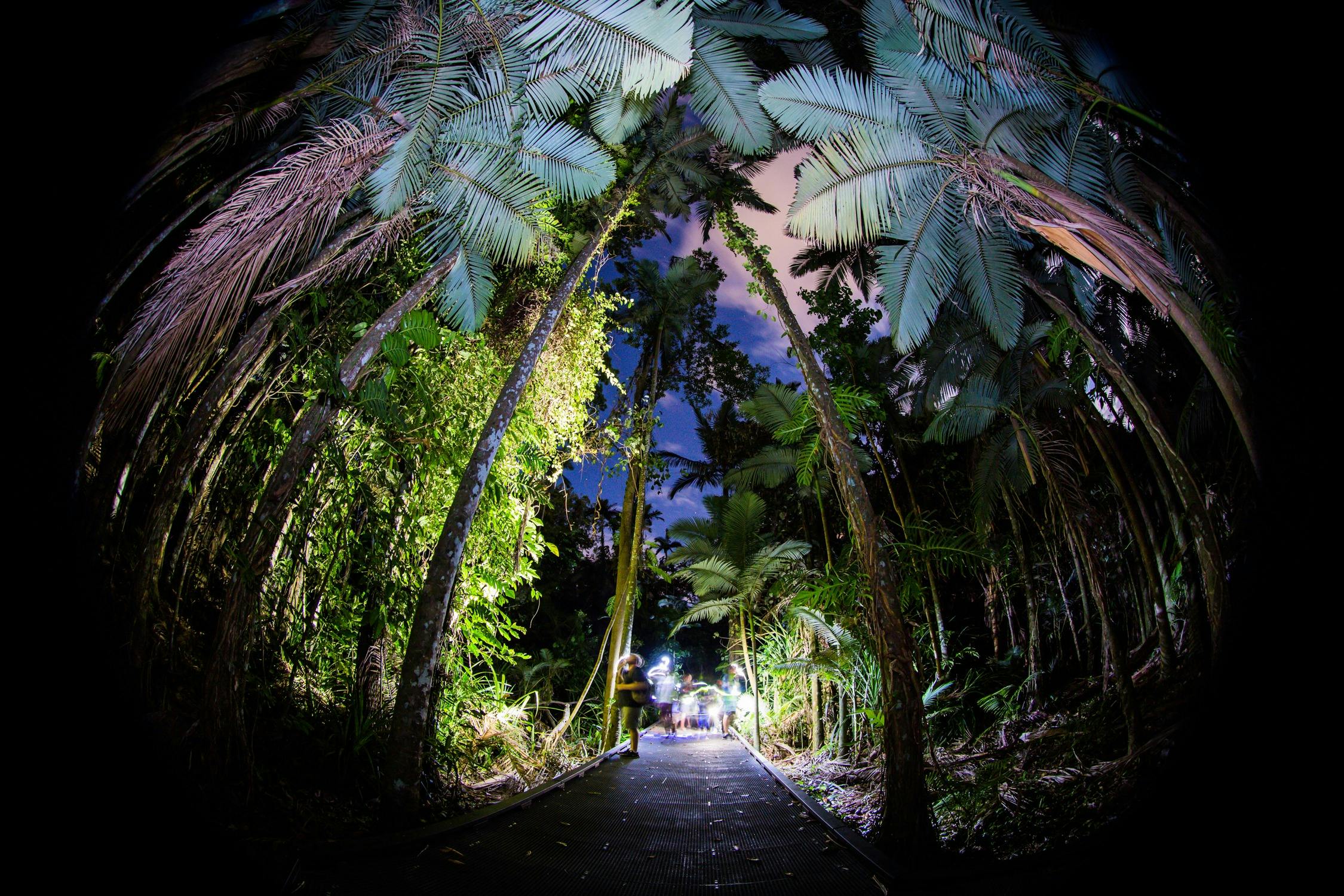 Night Walk in Cairns Botanic Gardens