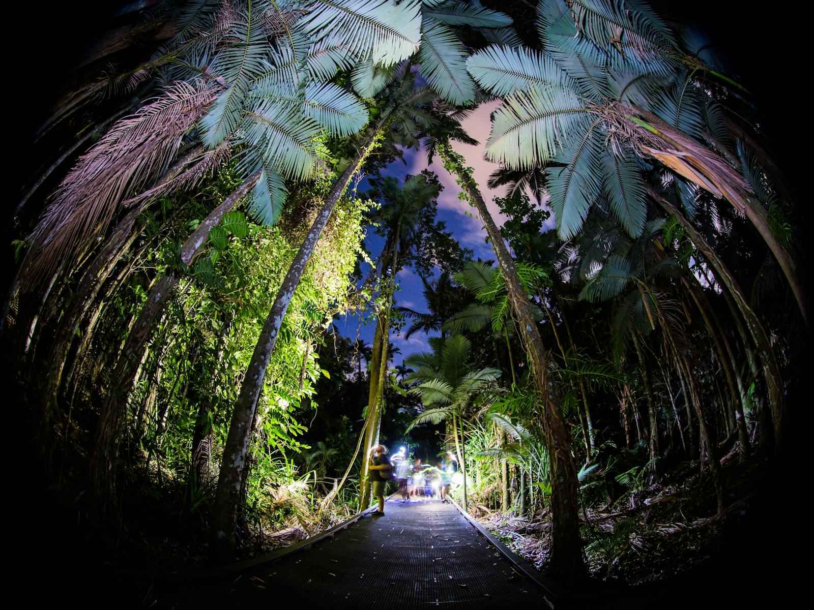 Rainforest light up and people looking into Rainforest light up and people looking into