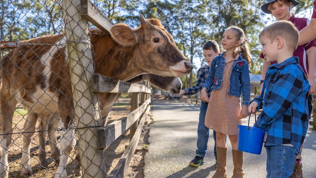 "Children feeding a cow at White Ridge Farm, guided by a staff member on a sunny day." "Children feeding a cow at White Ridge Farm, guided by a staff member on a sunny day."