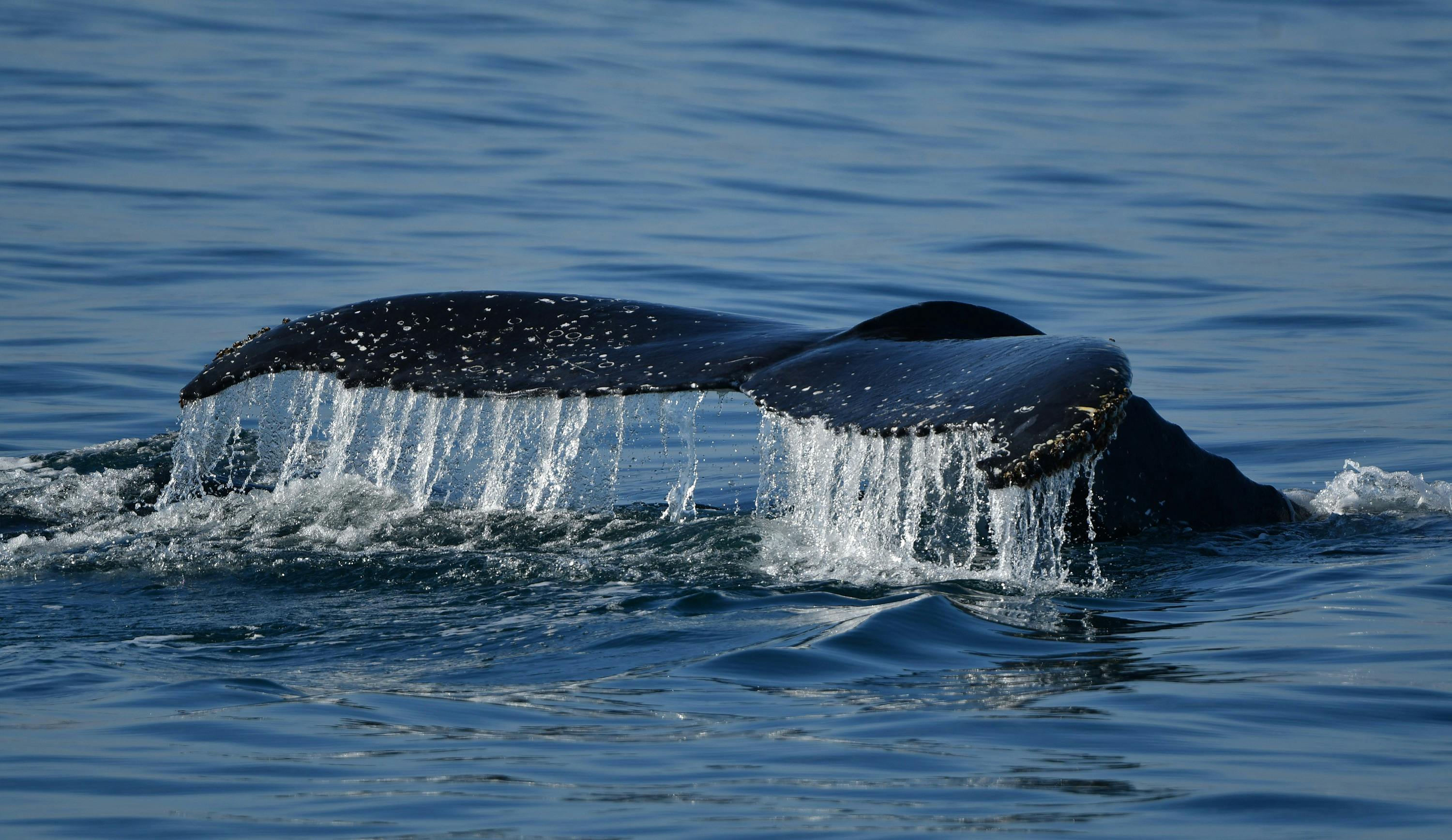 Whale Tail