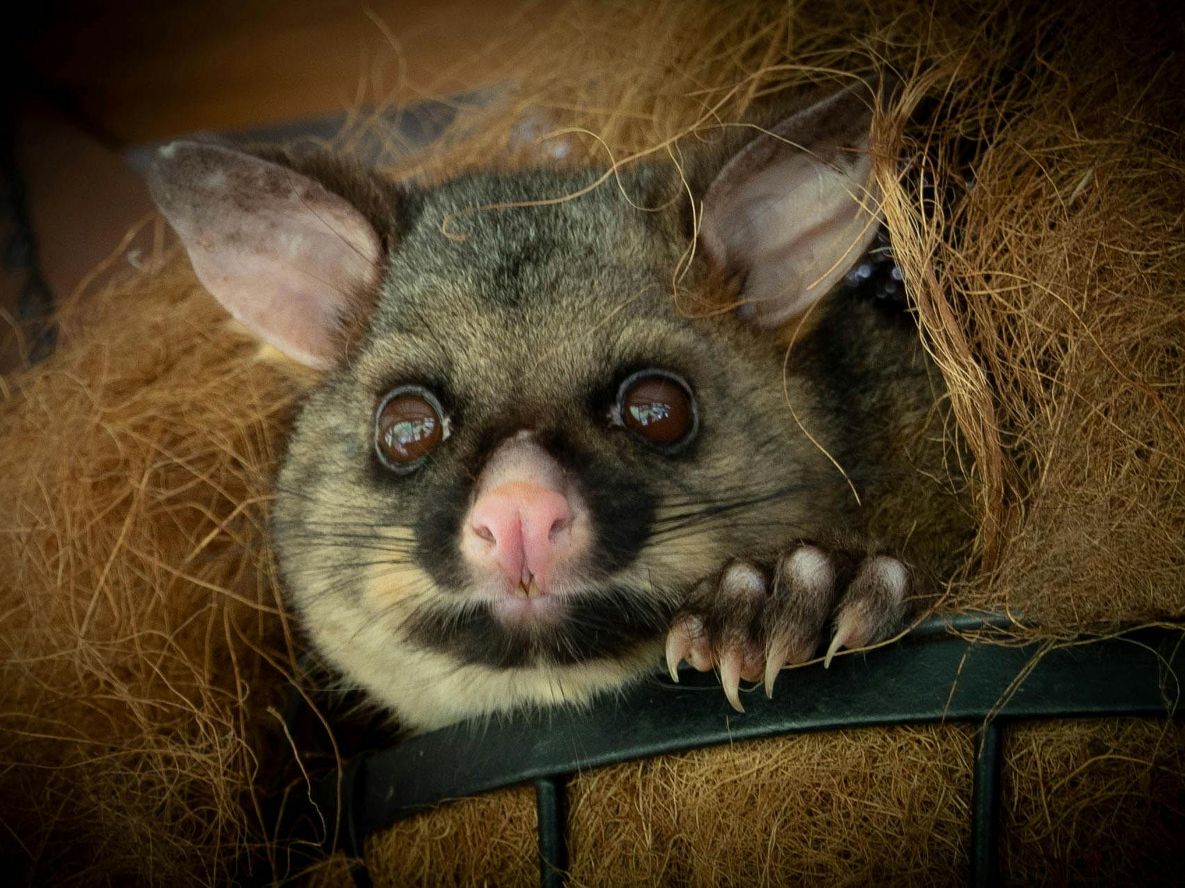 Brush-tail possum peeking out of basket