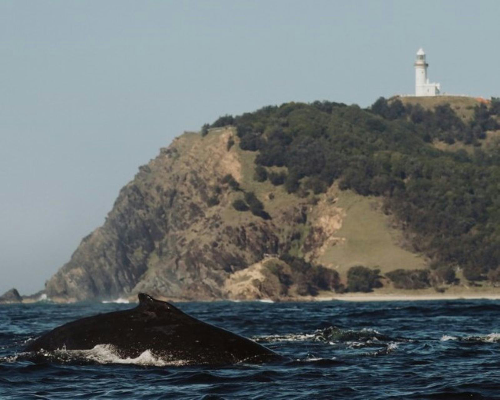 An East Australian Humpback Whale in fron of Byron Bay Lighthouse
