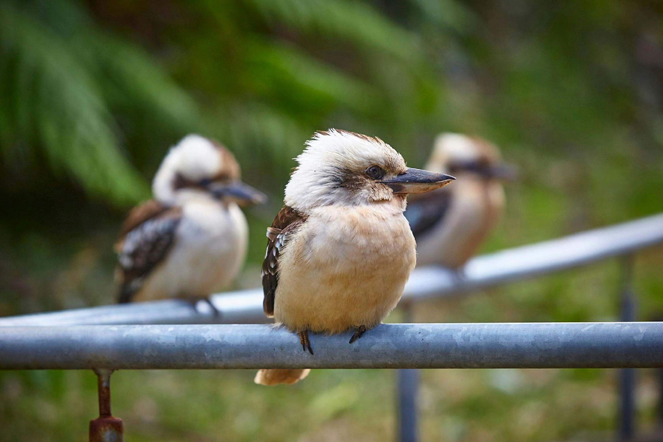 Land's Edge Foundation Sydney Harbour Sydney, Australia Official