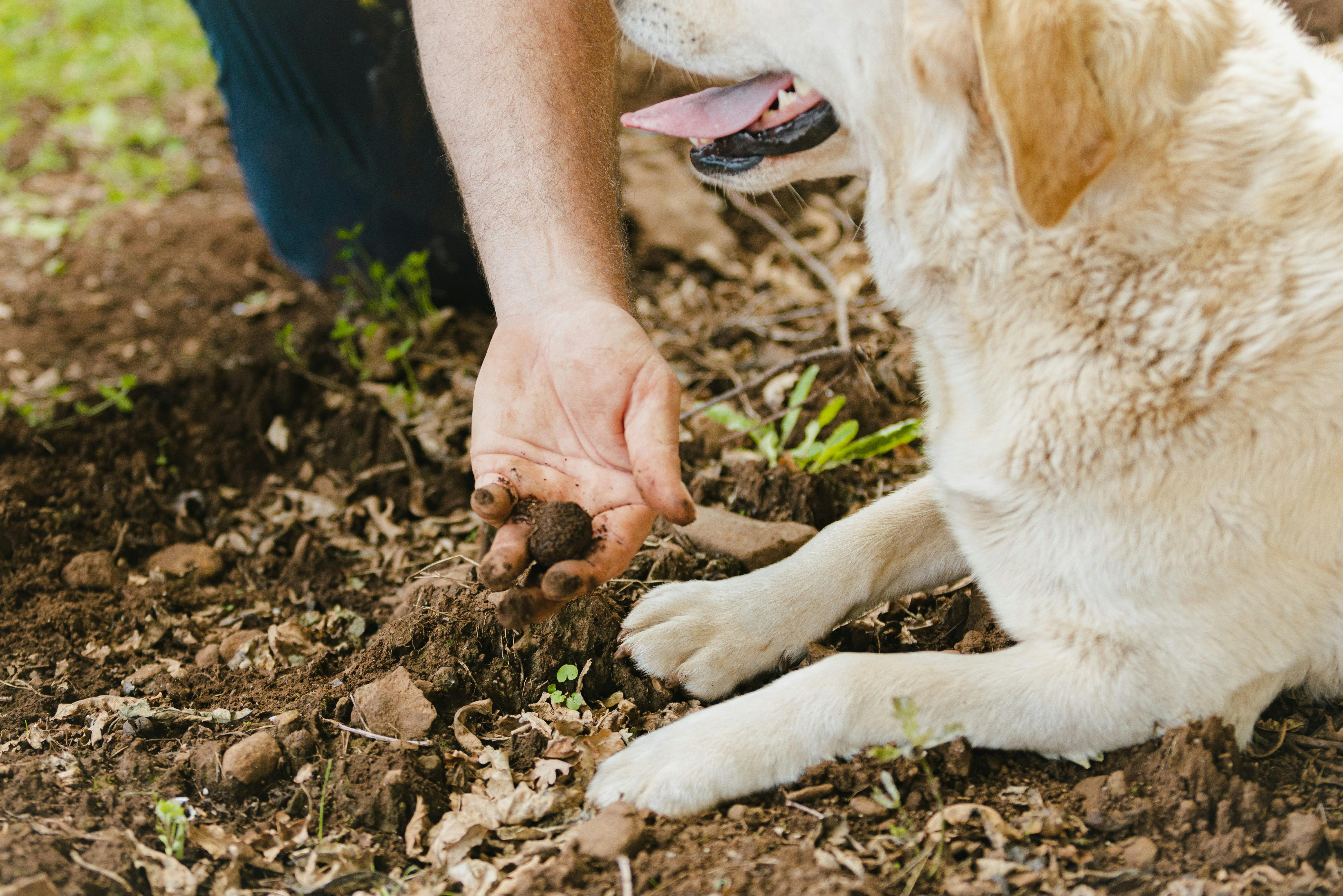 Truffles of Tasmania
