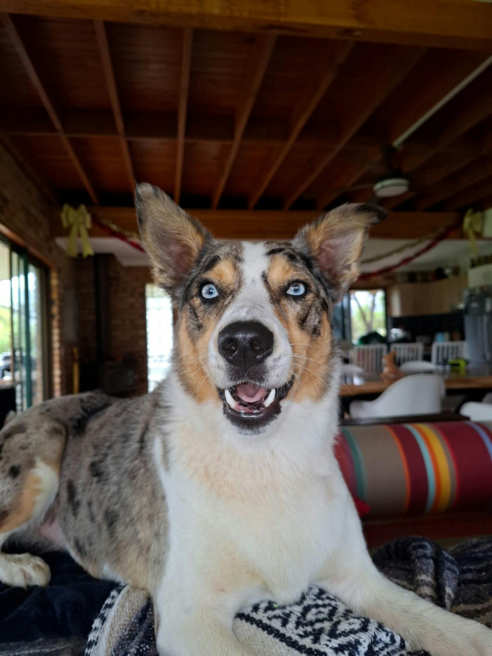 Brew Dog of the Month at Stony Creek Brewing Company