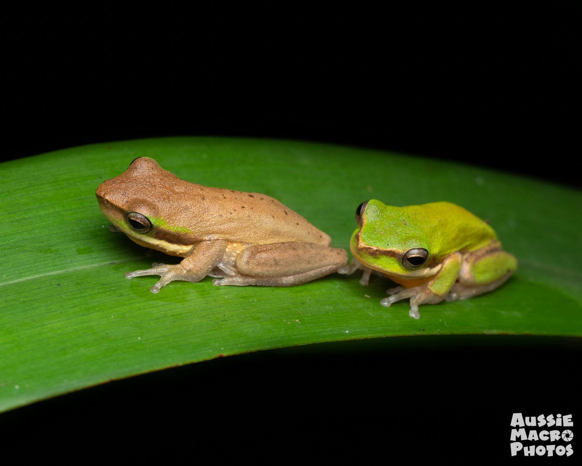 Dwarf Tree Frogs