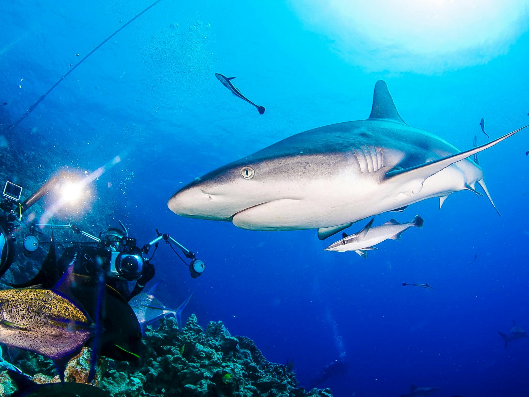 Reef shark at the amphitheatre North Horn, Coral Sea Reef shark at the amphitheatre North Horn, Coral Sea