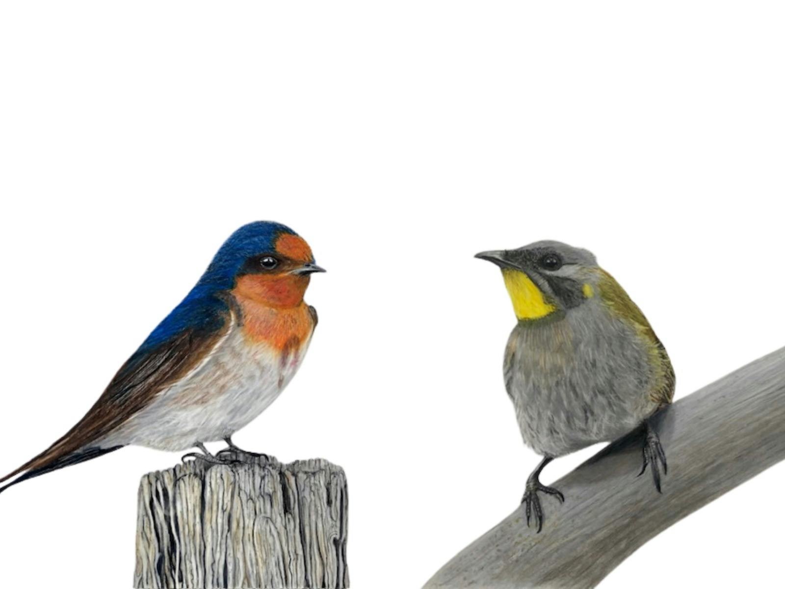 Art Exhibition by Tasmanian Artist featuring birds and sealife