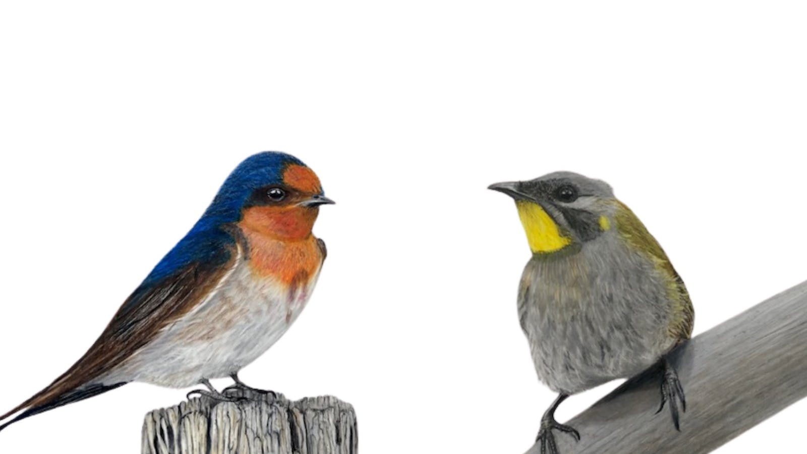 Art Exhibition by Tasmanian Artist featuring birds and sealife