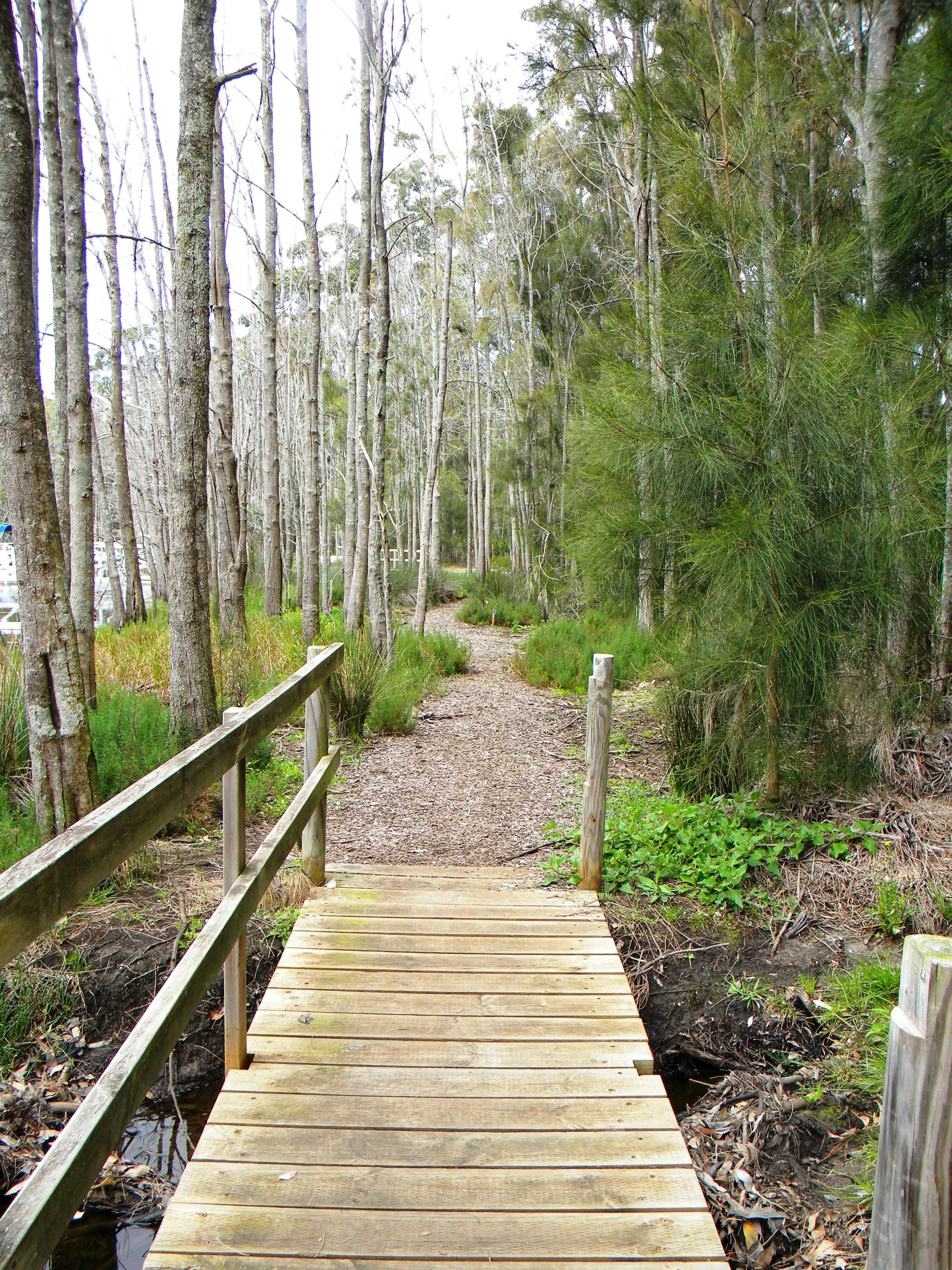 A forest walk at King's Point