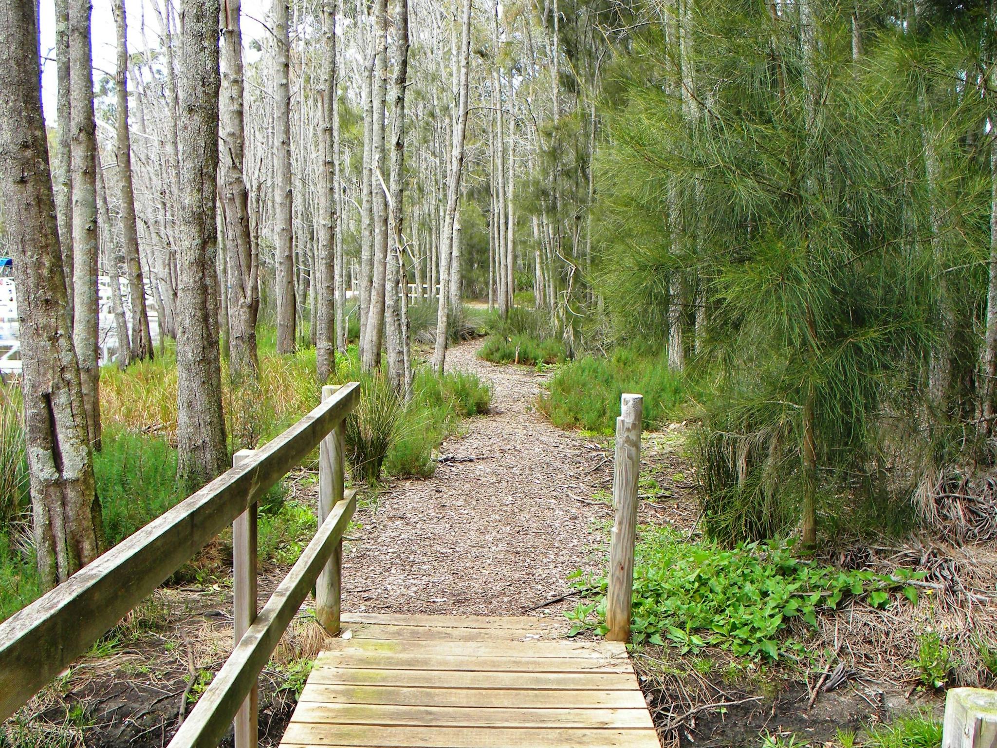 A forest walk at King's Point