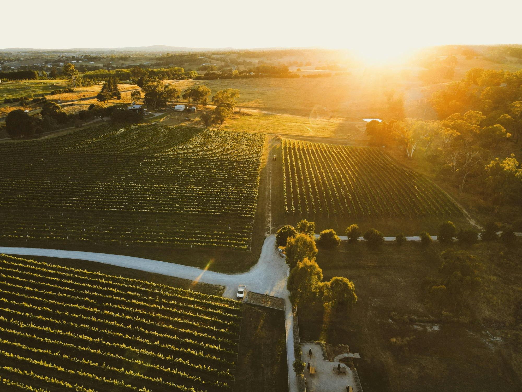 스윙 브릿지에서 포도원을 조감하다