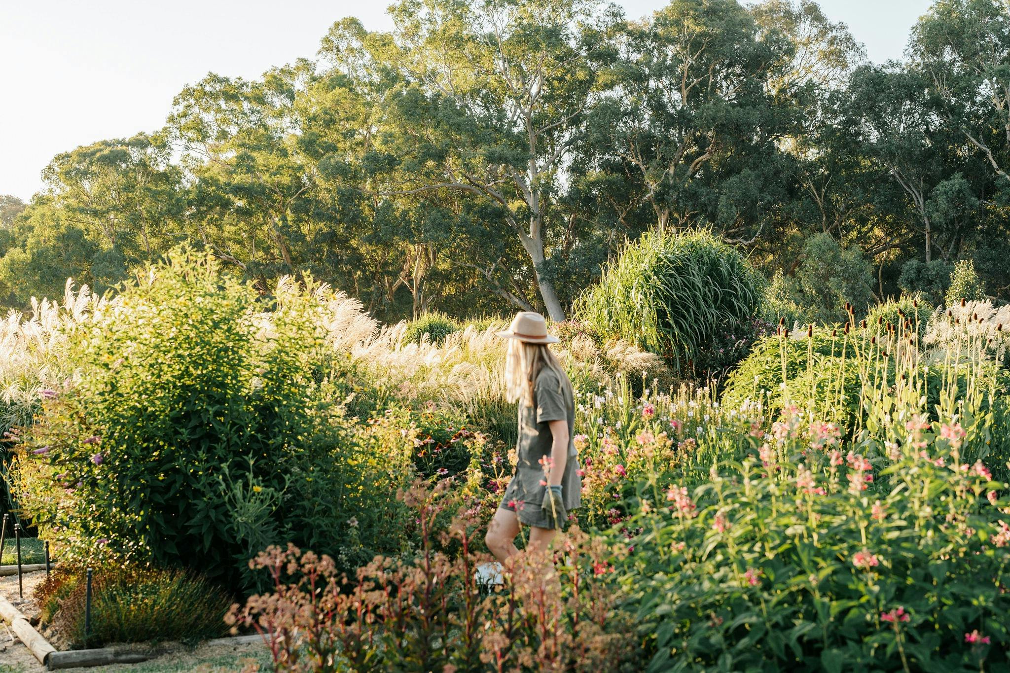 Ladysmith Park Perennials Garden and Nursery Summer Open Day