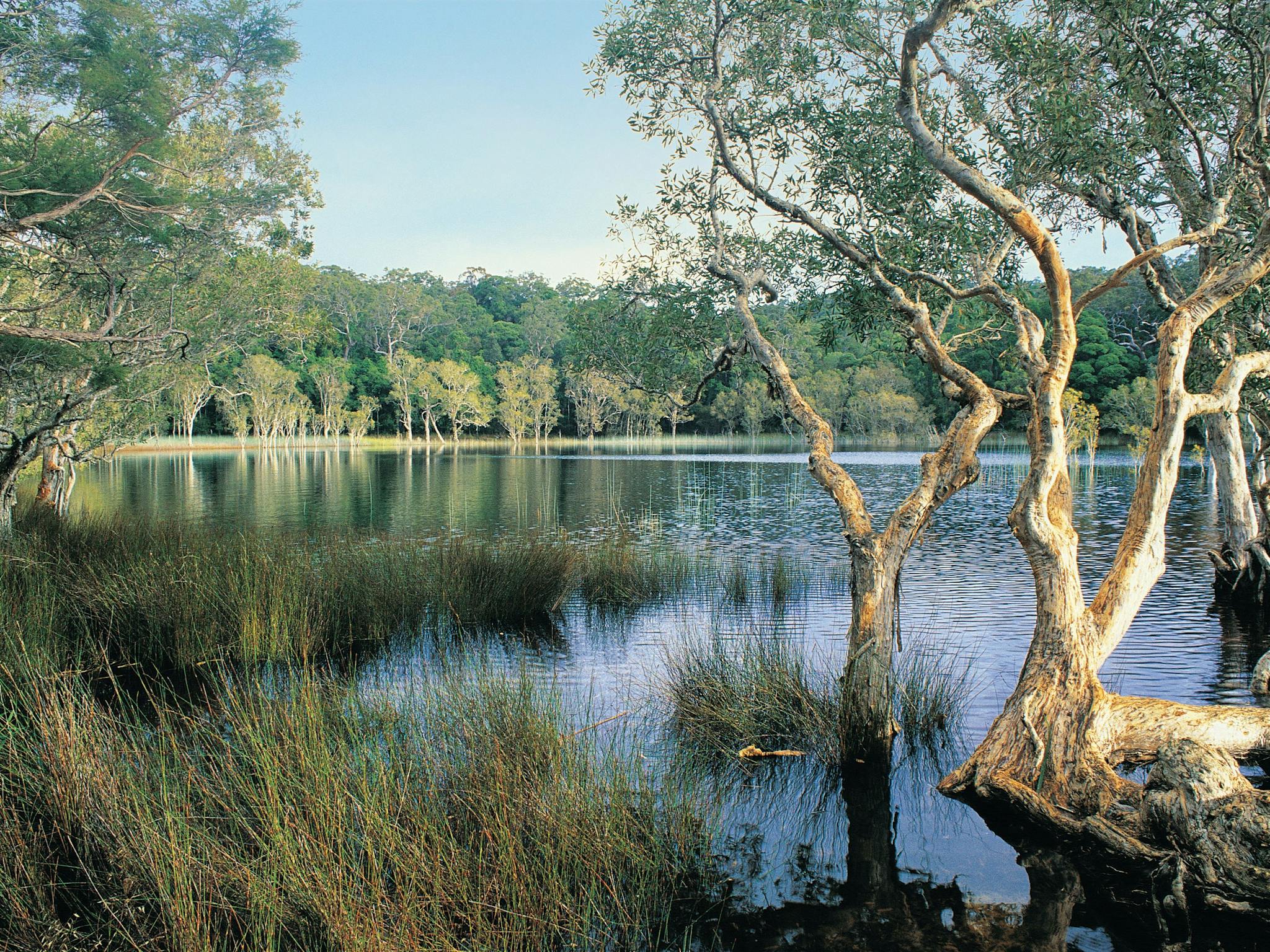 Upper Noosa RIver, and surrounding woodland, Cooloola.