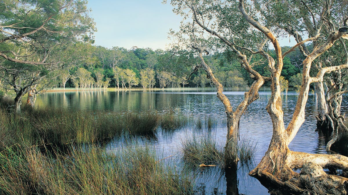 Upper Noosa RIver, and surrounding woodland, Cooloola.