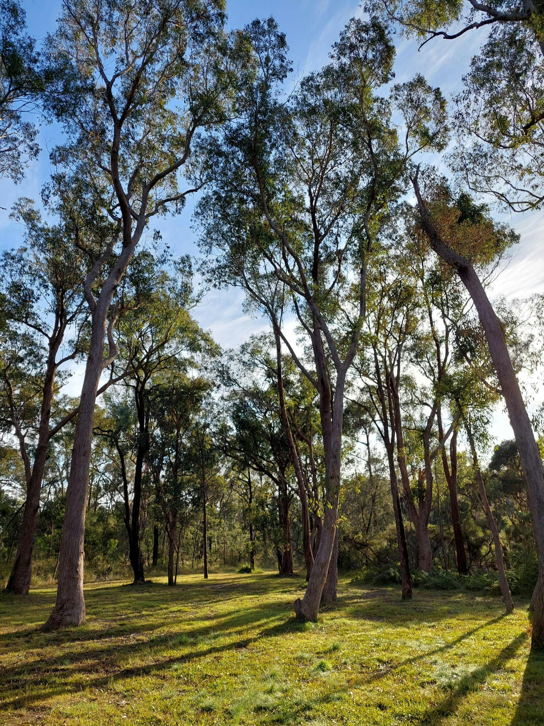 Lin Gordon Reserve