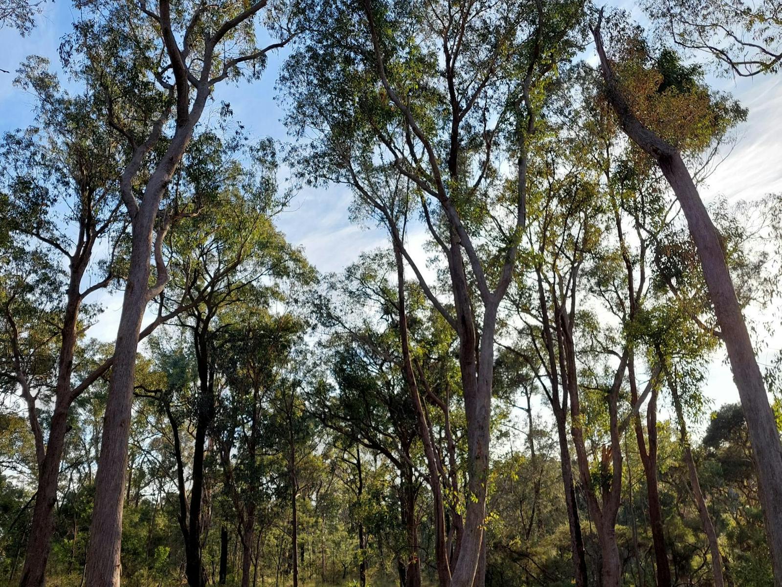 Lin Gordon Reserve