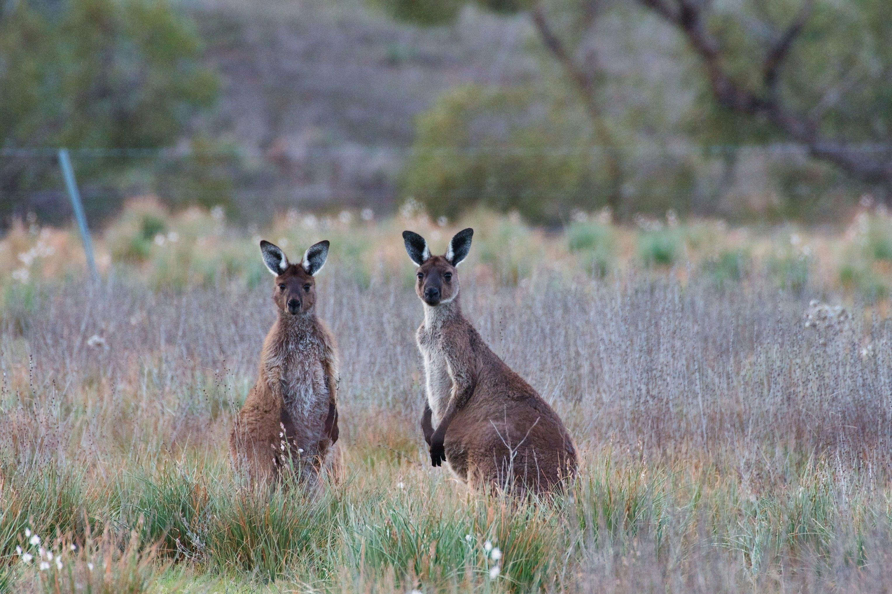 Uluru to Kangaroo Island via South Australia’s Wine Country