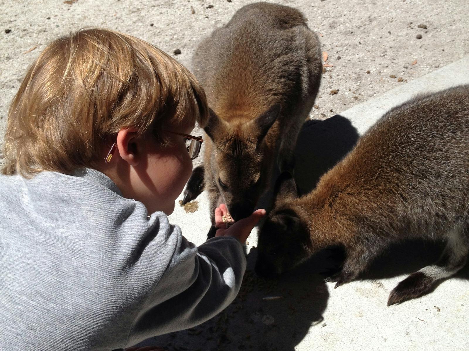 Wallabies at the Patriarchs Wildlife Sanctuary