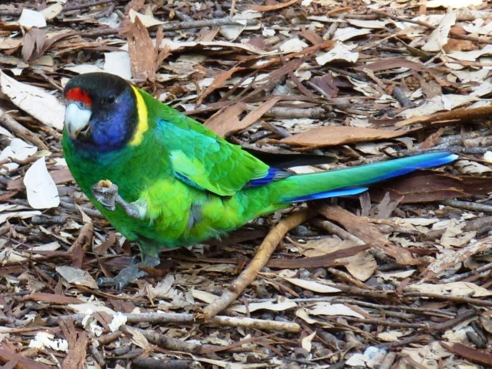 Bibbulmun Track Foundation, Perth, Western Australia