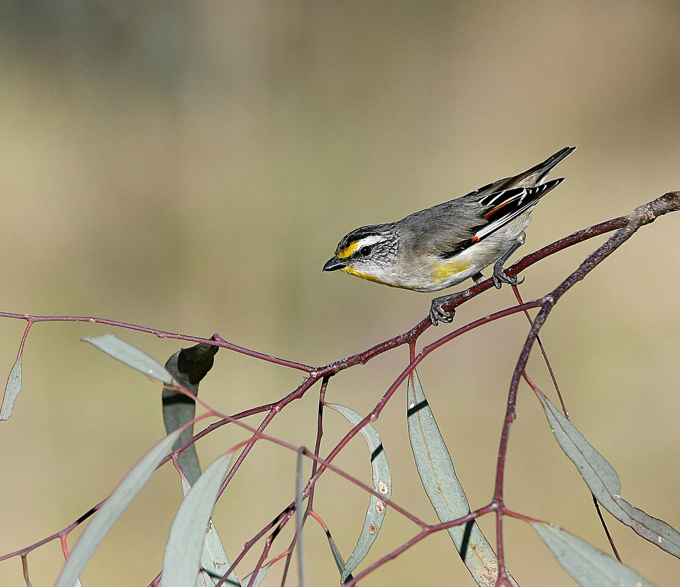 줄무늬 파르달로테 새
