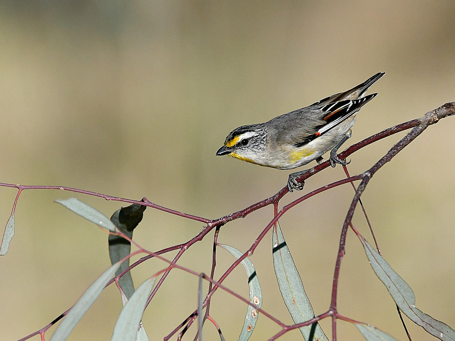 Striated Pardalote Bird