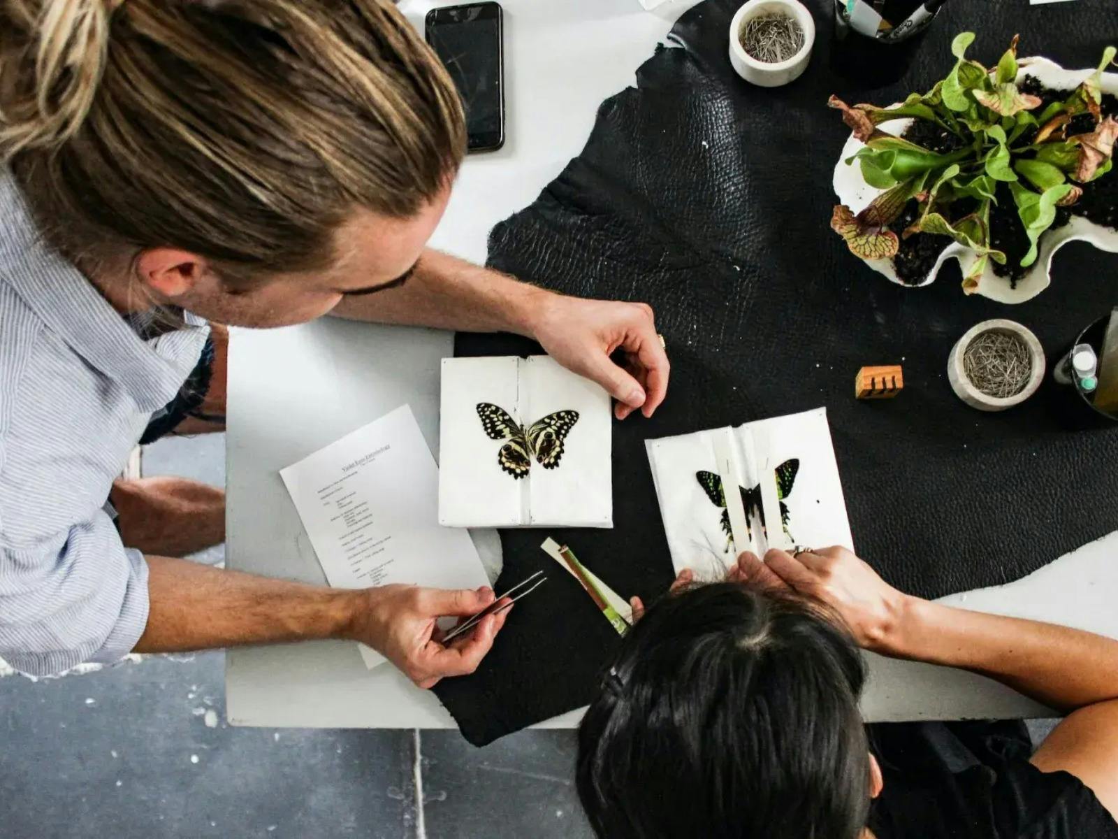 Two people at work bench pinning butterflies on paper