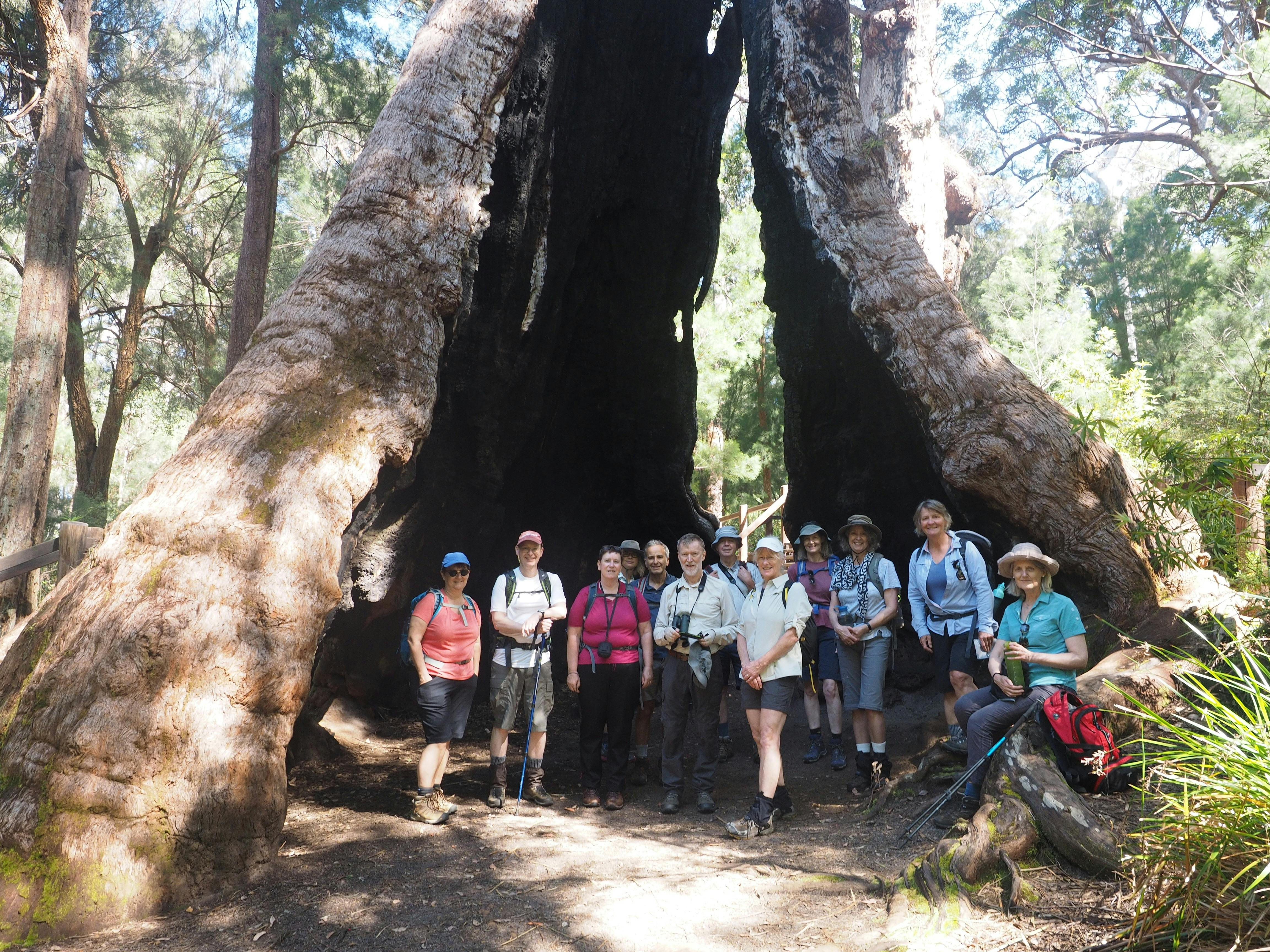 Walpole - Denmark hollow tree