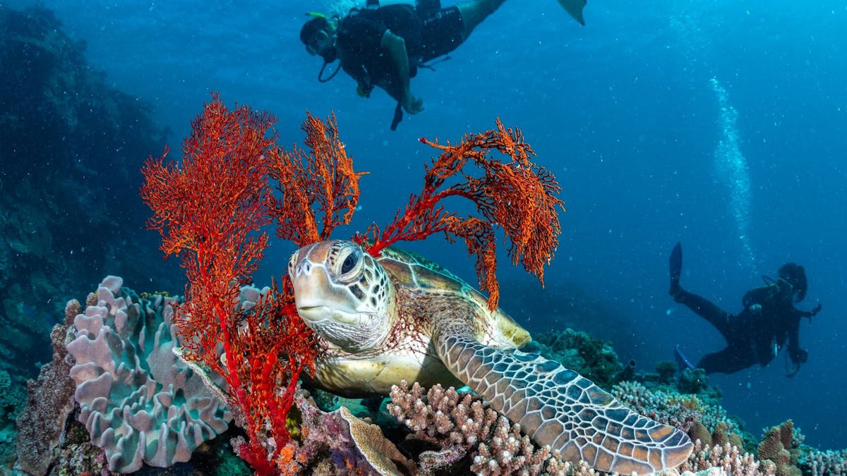 Heron Island