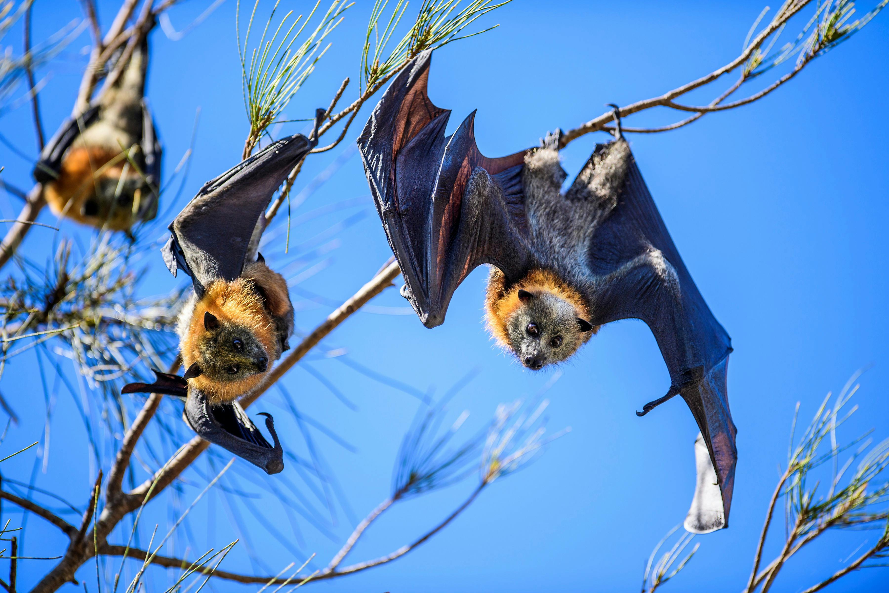 Grey-headed Flying-fox Camp