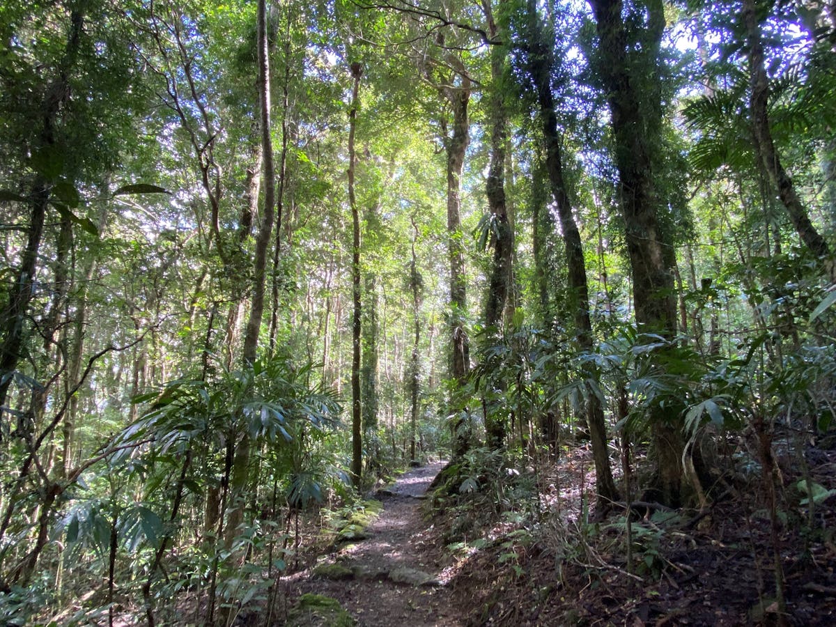 A walking track through a sub-tropical rainforest