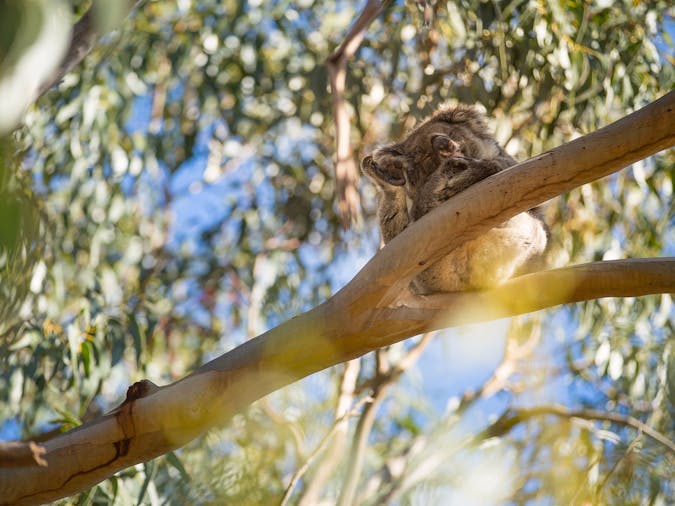 Kangaroo Island and Wildlife Adventure