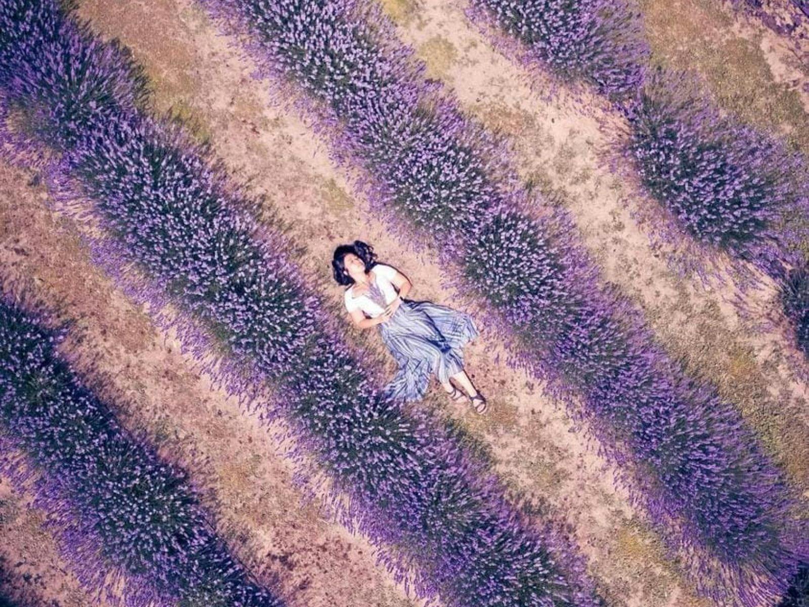 Hahndorf Lavender Estate Farm