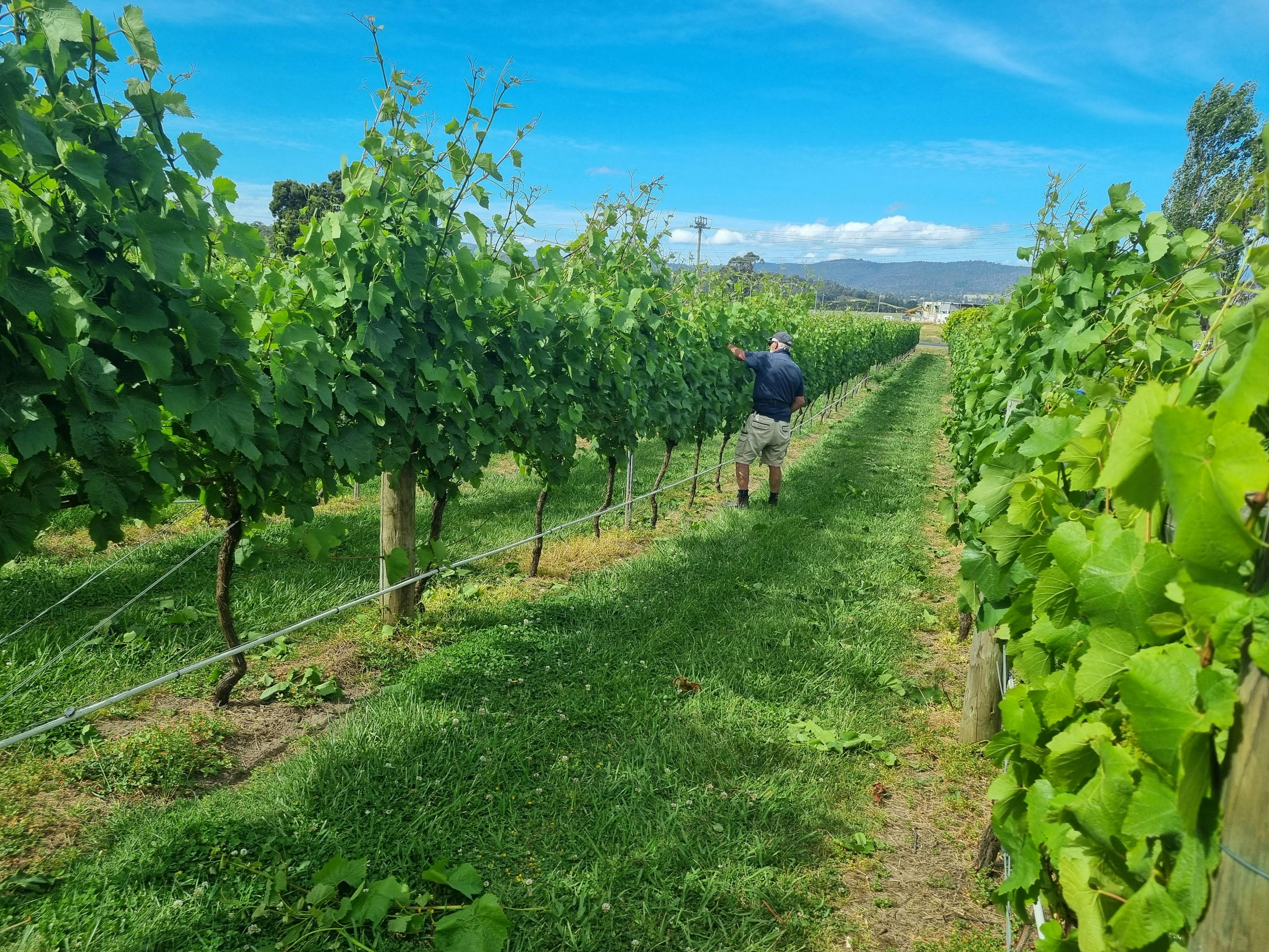 PInot Noir Vines, Summer, close to picking