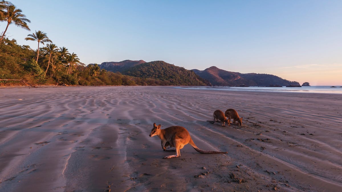 Wallabies on beach