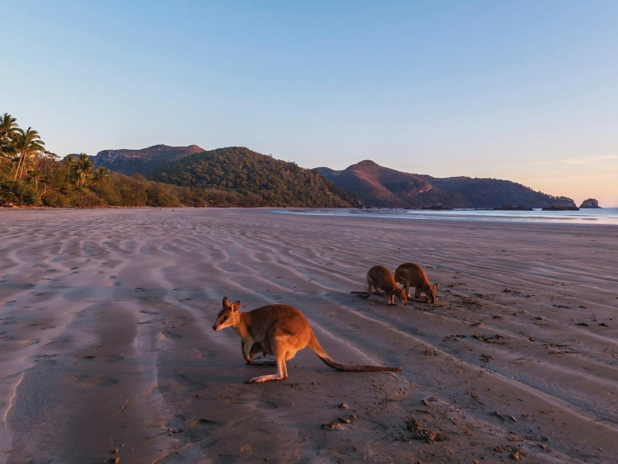 Wallabies on beach Wallabies on beach