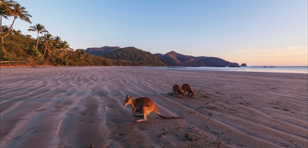 Wallabies on beach