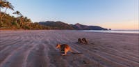 Wallabies on beach