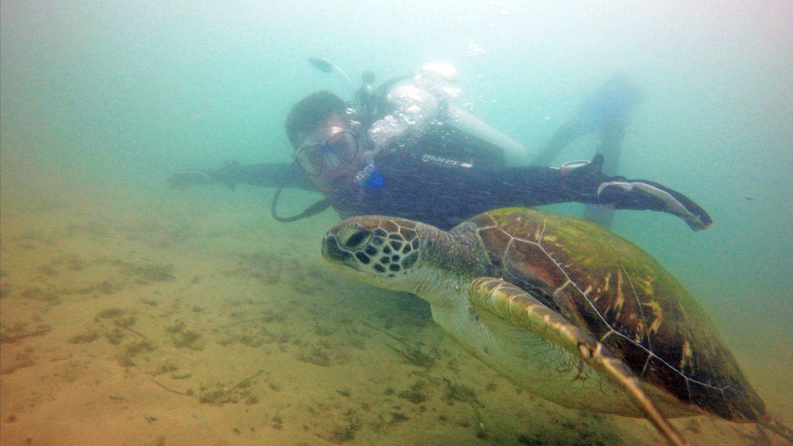 Queensland Scuba Diving Company