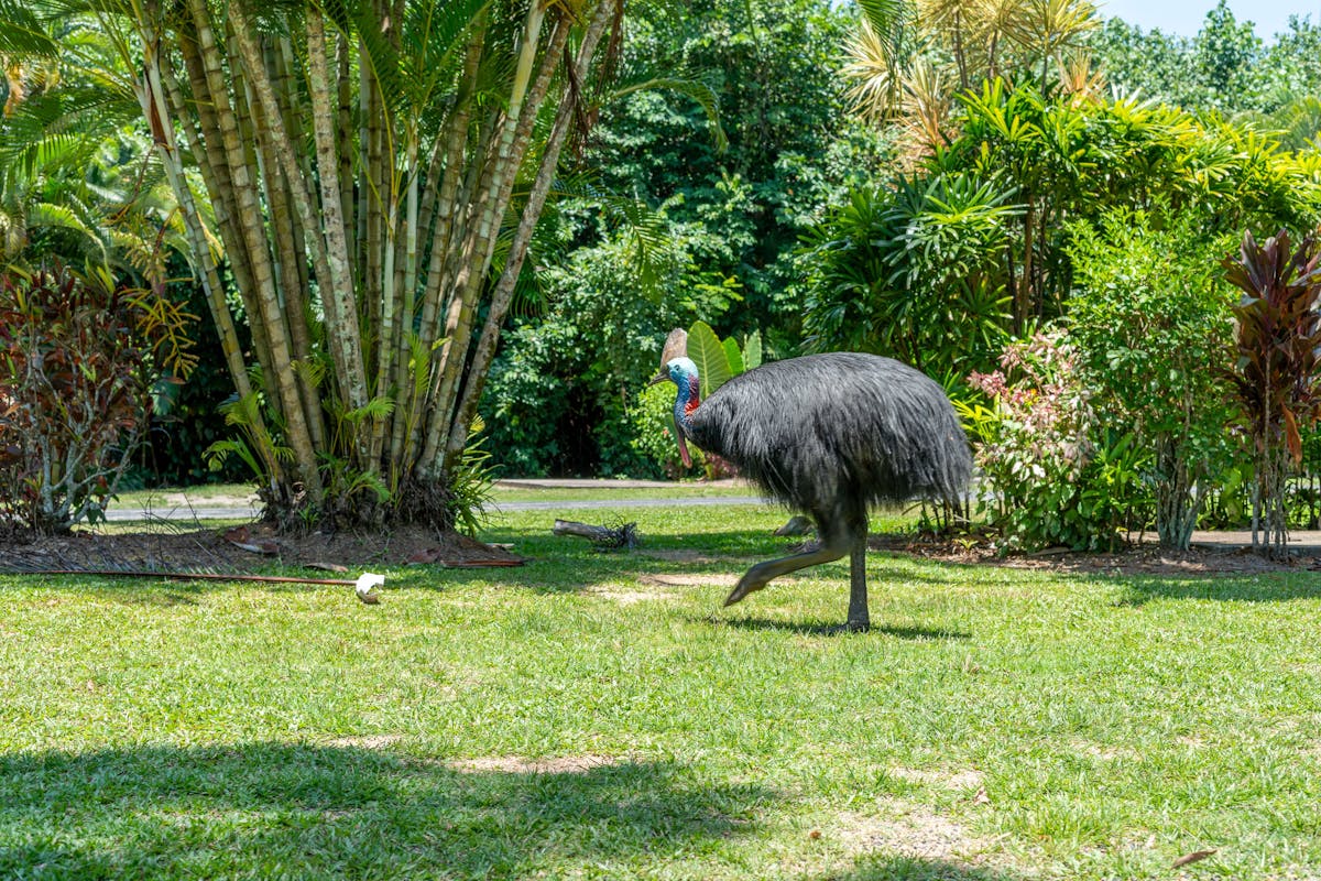 Local Cassowary